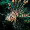 Lionfish